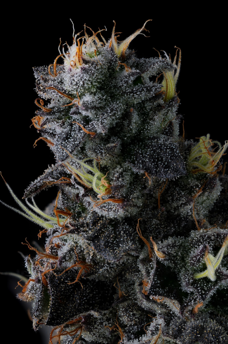 Giggin' Grapes, Фасовка: 7, изображение 2